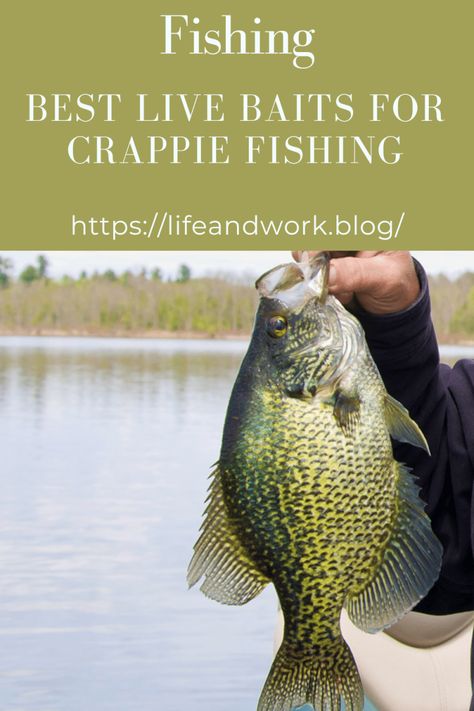 Best Live Baits For Crappie Fishing Crappie Bait, Crappie Fishing Tips, Fishing Waders, Bass Fishing Tips, Walleye Fishing, Crappie Fishing, Fishing Techniques, Fishing Supplies, Fishing Guide