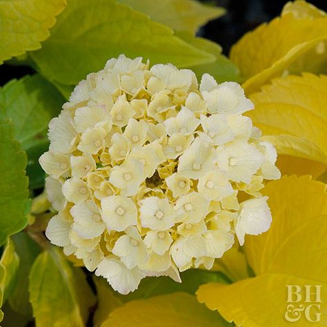 Yellow Hydrangea Propagating Hydrangeas, Yellow Hydrangea, Hydrangea Care, Sun Goddess, Hydrangea Garden, Hydrangea Macrophylla, Planting Hydrangeas, White Hydrangea, Garden Care