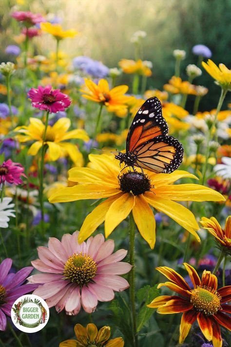 Nature photography of butterflies and beautiful Wildflowers Wildflower Pictures, Butterfly On Flower, Butterfly Photos, Butterfly Pictures, Wildflower Garden, Attract Butterflies, Butterfly Flowers, A Butterfly, Beautiful Butterflies