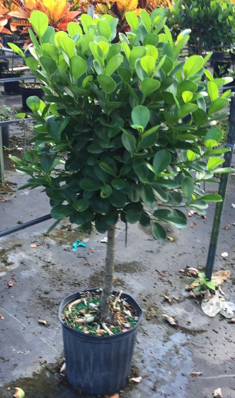 half sun - ficus mocalme Ficus Moclame, Half Sun, Live House Plants, Live House, Indoor Gardens, Landscaping Plants, Plant Life, Indoor Plants, House Plants