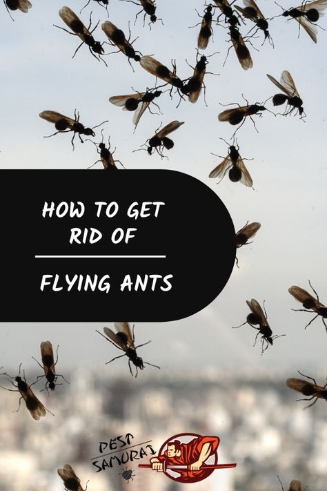 Flying Ants In House, Home Remedies For Flies, Ant Killer Spray, Killing Ants, Home Remedies For Ants, Flying Termites, Ants With Wings, Homemade Fly Spray, Ant Spray