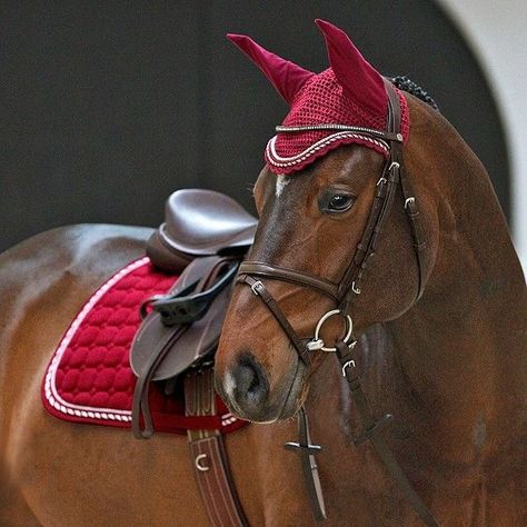 Red Tack Sets, Horse Riding Aesthetic, Horse Facts, Equestrian Aesthetic, Red Horse, English Bridle, Bay Horse, Horse Equipment, Horse Bridle