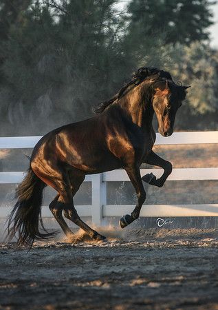 Gorgeous dark bay horse Bay Horse Photography, Dark Bay Horse, Ahal Teke, Dark Horse Photography, Dark Brown Horse, Black Horse Galloping, Morgan Horse, Black Horses, Clydesdale