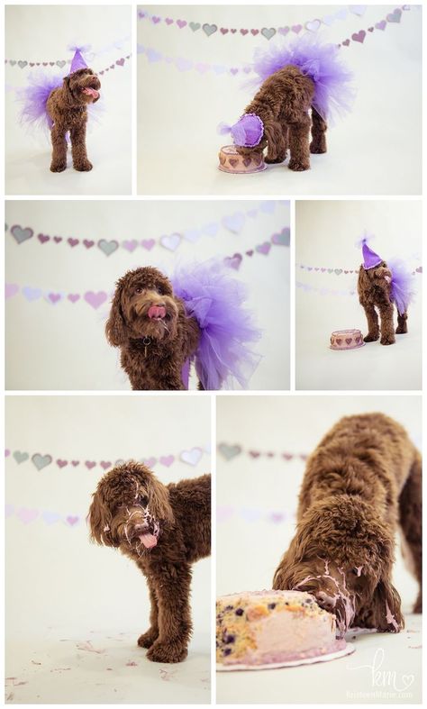 Dog Birthday Pictures, Doggy Birthday, Dogs Birthday, Puppy Birthday Parties, Puppy Photography, Puppy Cake, Dog Birthday Cake, Dog Photoshoot, Puppy Birthday