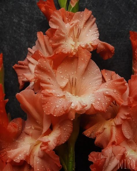 Gladiolus!! #homegarden #homegrown #gardenlife #coolflowers #zone5b #flower #flowers #flowerstalking #flowerlove #flowerlover #flowerart #flowermagic #blooooms #inspiredbypetals #springflowers #floralphotography #gladiolus #gladiolusflower #glads Weird Obsessions, Gladiolus Flower, Floral Photography, Flower Lover, Pinterest Board, Amazing Flowers, Spring Flowers, Flower Art, Home And Garden