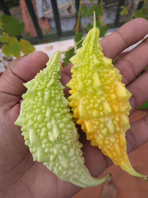 First harvest: Bitter melons (Momordica Charantia) from my terrace garden Momordica Charantia, Pinterest Garden, Bitter Melon, Gardening Tools Names, Fruits To Grow, Start A Vegetable Garden, Garden From Scratch, Gardening At Home, Easy Gardening