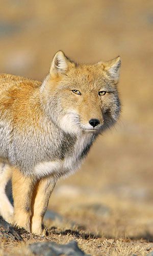 Tibetan Fox - this makes me laugh cause he looks like a wise old man that's judging you Tibetan Fox, African Wild Dog, Raccoon Dog, What Does The Fox Say, Unusual Animals, Wild Dogs, Cute Fox, Weird Animals, Amazing Animals