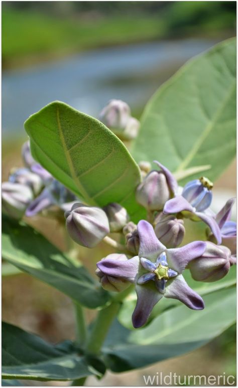 Aak | Madar | Erukku Plant | Crown Flower Medicinal Use & Health Benefits: Remedy For Painful Heel Syndrome | wildturmeric Giant Milkweed, Calotropis Gigantea, Plant Crown, Periwinkle Plant, Amorphophallus Titanum, Indian Herbs, Herbs Benefits, Plant Uses, Ayurvedic Plants