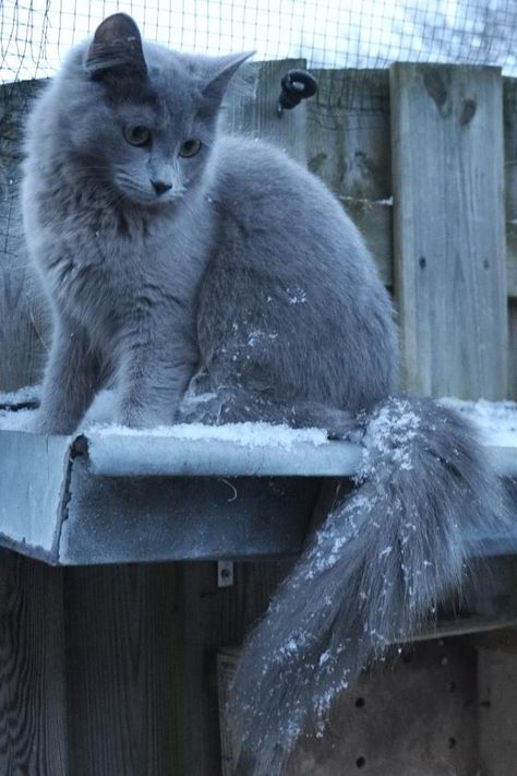 Russian Blue Cat Personality, Nebelung Cat, Cat Personality, Russian Cat, Kitten Breeds, Nebelung, Cat Vs Dog, Cat Personalities, Beautiful Kittens