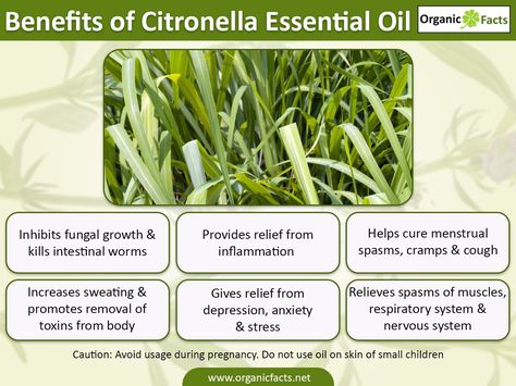 citronellassential oilinfo Witch Hazel Benefits, Tinctures Herbal, Apothecary Recipes, Menstrual Cramps Remedies, Cramps Remedies, Remedies For Fever, Witch Hazel Uses, Oregano Oil Benefits, Cramp Remedies