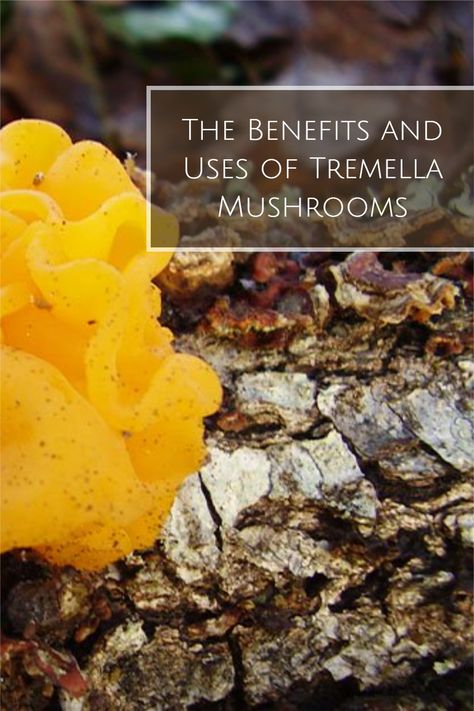 Tremella fuciformis mushrooms have a long history in East Asian culture, where they are popular for both their culinary value and nutritional content. They have numerous purported benefits for skin health, immunity, inflammation, cholesterol, and more.  Join us as we explore the current research on tremella mushrooms to find out how much truth is behind these claims. Tremella Mushroom Benefits, East Asian Culture, Tremella Fuciformis, Unusual Dessert, Tremella Mushroom, Functional Mushrooms, Low White Blood Cells, High Cholesterol Diet, Asian Inspired Salad