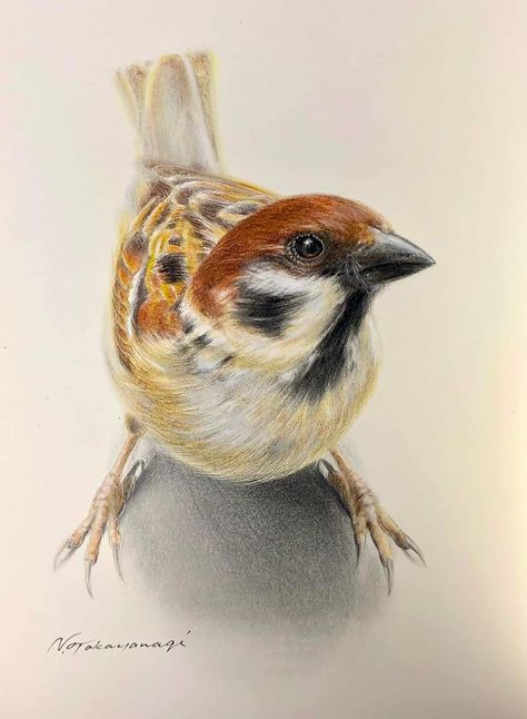 Bird Eyes Drawing, Bird Sketch Realistic, Drawing Birds Easy, Wasp Tattoo, Pencil Crayon Art, Bird Reference Photos, Birds Drawings, Sparrow Drawing, Pencil Colouring