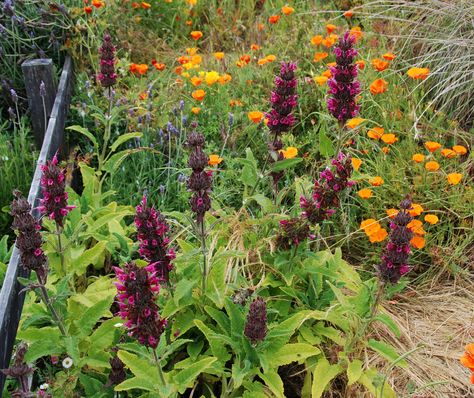 Salvia spathacea - Hummingbird Sage | Flickr Hummingbird Sage, Attracting Hummingbirds, Xeriscape Front Yard, California Native Garden, Geranium Plant, Magenta Flowers, Gardening Zones, Deer Resistant Plants, California Garden