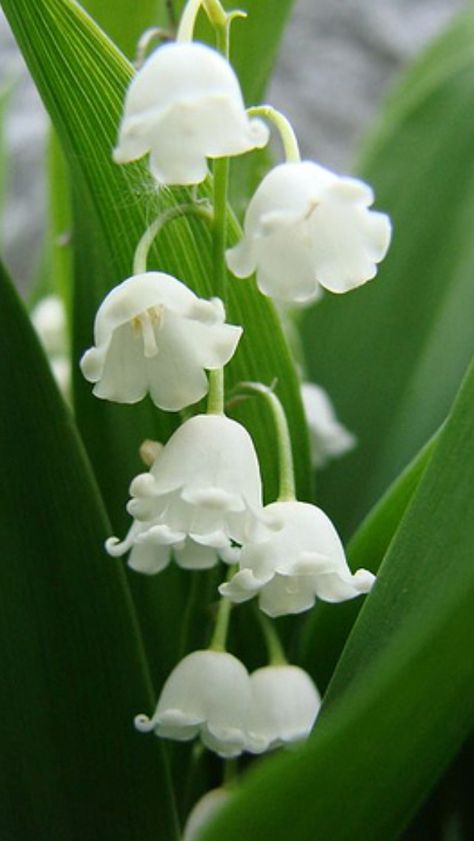 Perfect Have Inspiration, Most Beautiful Flowers, White Gardens, Ok Ru, Birth Flowers, Beautiful Blooms, Flower Pictures, Dream Garden, Lily Of The Valley