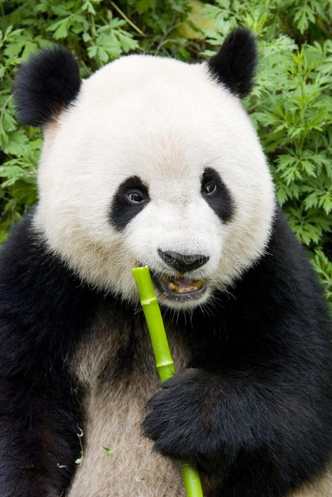 Bear Aesthetic Cute, Panda Bear Aesthetic, Panda Bear Drawing, Bear Drawing Easy, Panda Bear Art, Female Panda, Brown Panda, Bear Eating, Eating Green