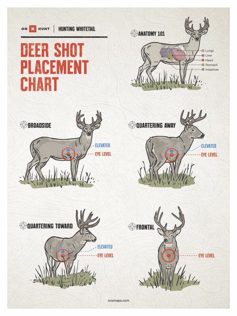 Where To Shoot a Deer - Free Shot Placement Chart | onX Hunt Deer Hunting Essentials, Deer Shot, Whitetail Deer Pictures, Whitetail Hunting, Whitetail Deer Hunting, Deer Hunting Tips, Deer Hunting Gear, Hunting Women, Hunting Tips