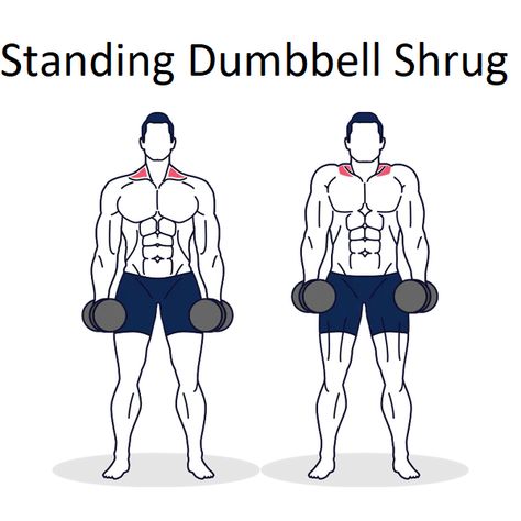 Shoulder Shrugs Workout, Dumbbell Shrugs Workout, Standing Chest Dumbell Workout, Gorilla Rows Dumbbell, Dumbbell Shrugs, Barbell Shrugs, Trapezius Muscle, Weight Watchers Points Plus, Full Body Training