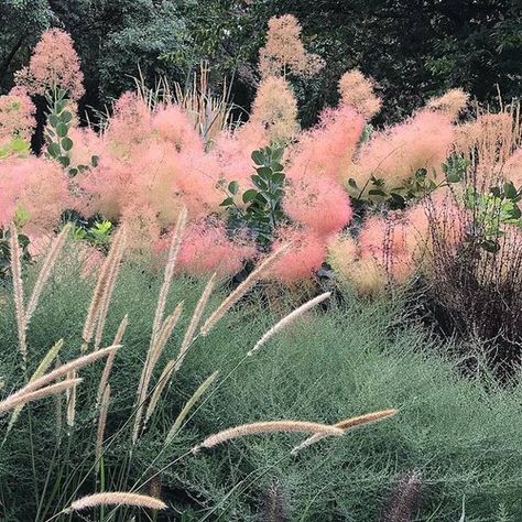 Cotinus Coggygria, Bush Wedding, Bush Garden, Savage Garden, Flower Identification, Backyard Plan, California Native Plants, Planting Shrubs, Tall Flowers