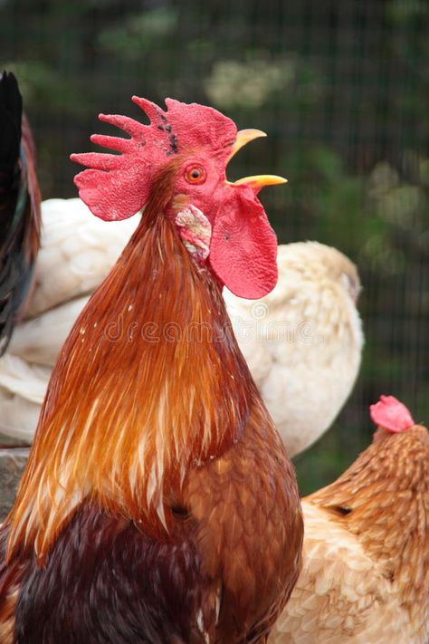 Rooster singing. Red rooster singing for wake up stock image Chicken Reference, Big Farm, Lino Art, Red Rooster, Good Morning Cards, American Gothic, Chickens And Roosters, Barnyard Animals, Good Morning Coffee