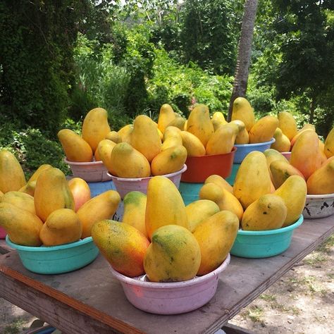 Jamaican Fruits, Farm Goals, Como Plantar Pitaya, Jamaica Food, Jamaican Cuisine, Eco Garden, Mango Margarita, Jamaican Culture, Caribbean Food