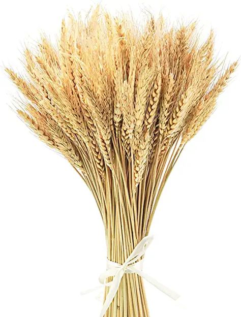 Amazon.co.uk : bunch of straw for crafts Fall Solstice, County Fair Party, Ideas Comedor, Wheat Decorations, Wheat Flower, Floral Products, Office Flowers, Wheat Sheaf, Dried Wheat