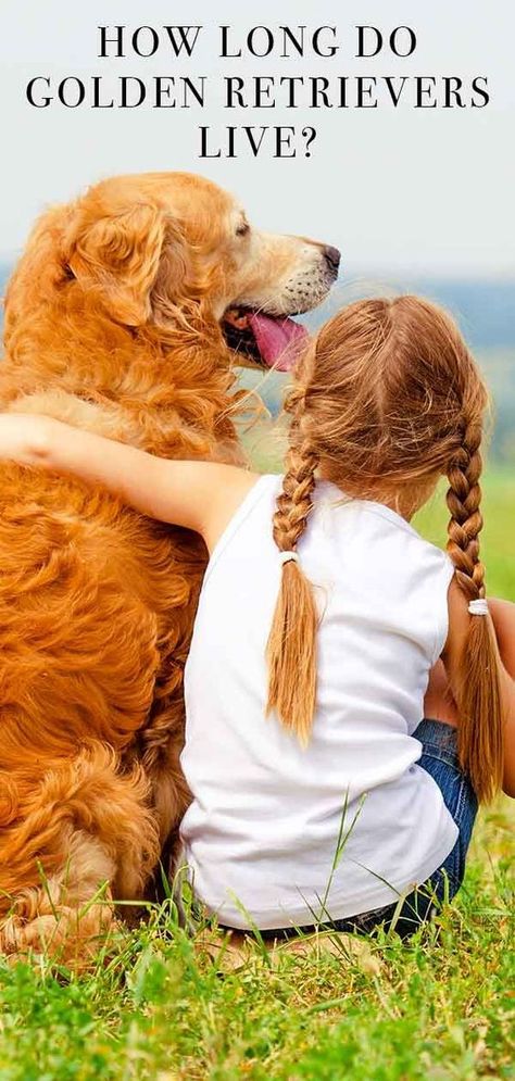 Today we share 40 unbelievable Golden Retriever facts! Amaze your friends with info about their colors, behavior, temperament and traits. Golden Retriever Care, Golden Retriever Facts, Puppy Funny, Cute Corgi Puppy, Helpful Advice, Welsh Corgi Puppies, A Golden Retriever, Corgi Puppy, Can You Help