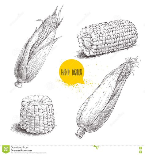 Hand Drawn Sketch Style Set of Corn Vegetable. Stock Vector - Illustration of natural, health: 77446309 Corn Drawing, Corn Stock, Texture Sketch, Corn Vegetable, Organic Cereal, Food Sketch, Food Illustration Art, Object Drawing, Sketch Style