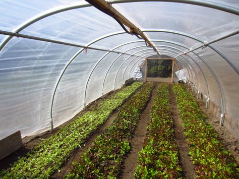 Green City Acres. http://www.offgridworld.com/80k-year-farming-on-13-acre-square-foot-gardening-meets-commercial-farming/  $80k Year Farming on 1/3 Acre: “Square Foot Gardening Meets Commercial Farming” Square Foot Gardening Layout, Commercial Farming, Indoor Greenhouse, Farm Layout, Market Garden, Diy Greenhouse, Square Foot Gardening, Garden Greenhouse, Backyard Farming