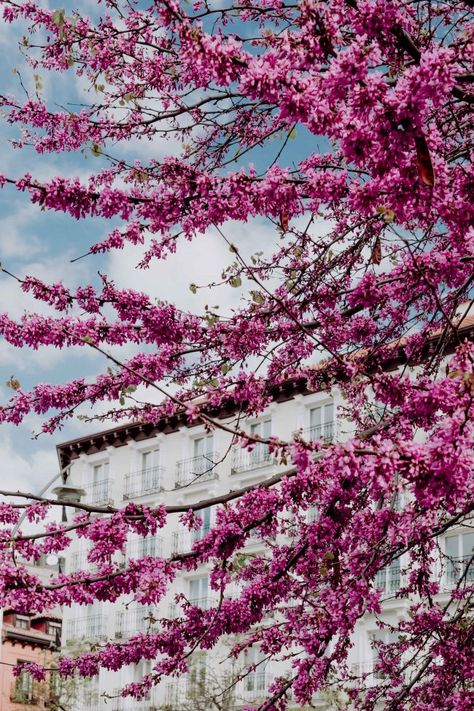 Judas trees in blossom at springtime in Madrid, Spain Judas Tree, All Images, Madrid Spain, Spring Time, Free Photos, Free Stock Photos, Stock Images Free, Madrid, Blossom