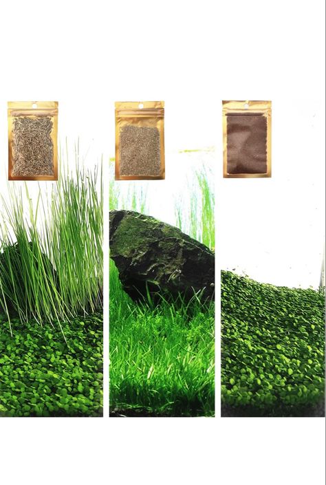 3 Fresh Water Live Plant Seeds for Aquarium and Fish Tank, 3 Different Aquatic Plant Decor Water Grass Dwarf Mini Tiny Leaves Hair Grass Seed (10gTiny+10g Long+8g Short) qwe Aquarium Grass, Tiny Tank, Water Grass, Aquatic Plant, Plant Seeds, Silk Plants, Fresh Water Tank, Heat Resistant Glass, Grass Seed