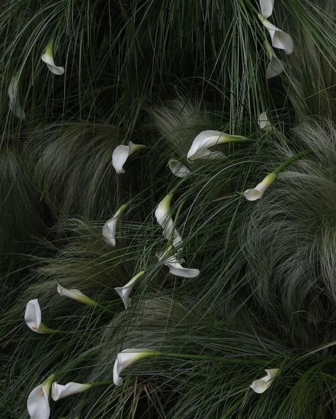 THE WED | Timeless elegance with calla lilies—pure, graceful, and perfect for your special day. Every detail, from the ceremony to the reception, is… | Instagram Cala Lilly, Black Calla Lily, Wedding Chuppah, Calla Lily Flower, Engagement Decor, Calla Lily Wedding, Reception Tablescapes, Flower Installation, Wedding 2025