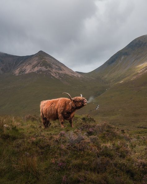 On our trip to Scotland we went in search of the legendary Scottish Highland Coo! If you haven't seen them, have you really seen to Scotland? 😃 #Scotland #coo #Highland #cows #roadtrip #Scottish Scotland Photography, Highland Coo, Trip To Scotland, Scotland Road Trip, Fairy Pools, Castles In Scotland, Skye Scotland, Highland Cows, Scotland Highlands