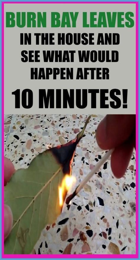 Burn Bay Leaves In The House And See What Would Happen After 10 Minutes! Burn Bay Leaves, Bay Laurel Tree, Burning Bay Leaves, Bay Laurel, Laurel Tree, Laurus Nobilis, Bay Leaf, Diy Hair Care, Health Dinner Recipes