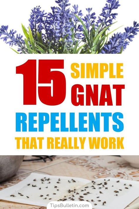 Discover 15 simple homemade gnat repellents that really work. Keep gnats away indoor and outdoor with simple ingredients like vinegar and essential oils. Make a variety of DIY pest control sprays that are safe for kids. #gnatrepellent #repelgnats #gnatsprays #killgnats Bug Spray For Indoor Plants, Gnat Repellant, Gnat Spray, Repellent Diy, How To Get Rid Of Gnats, Gnat Traps, Get Rid Of Flies, Diy Pest Control, Bug Control