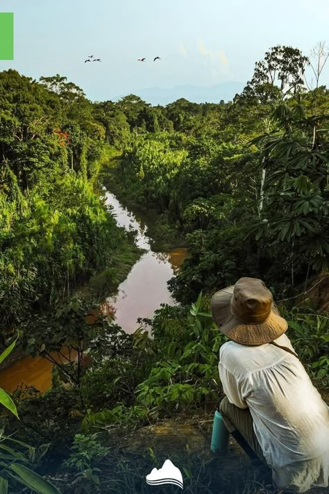 Amazon Forest Aesthetic, Peru Amazon Rainforest, Peru Jungle, Jungle Video, Peru Amazon, Jungle Hike, Peruvian Amazon, Peru Trip, Jungle Photography