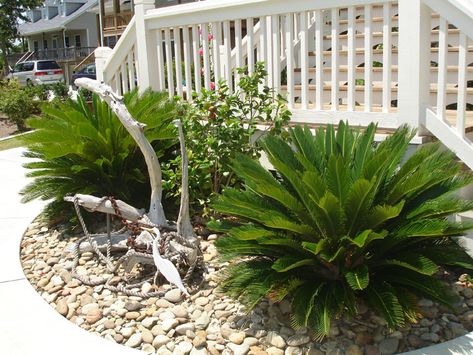 Sago Palms Landscaping Ideas, Sago Palm Landscaping Ideas Front Yards, Cycads Landscape Design, Sago Palm Landscaping, Landscaping With Palm Trees, Sago Palm Tree, Front Porch Landscape, Rock Yard, Sydney Gardens