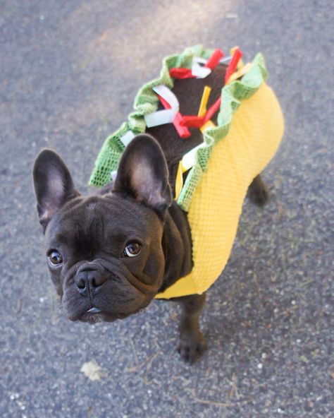 Bulldog Costumes, French Bulldog Halloween Costumes, Bulldog Halloween Costumes, French Bulldog Halloween, Puppy Frenchie, French Bulldog Costume, Taco Costume, Blue French Bulldog Puppies, Brindle French Bulldog