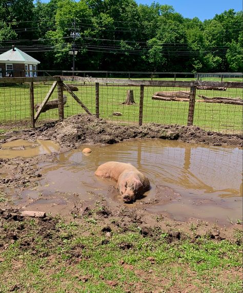 Pig Houses, Dream Pet, Backyard Farm, Pig Farm, Mud Bath, Pig House, Farm Lifestyle, Future Farms, Backyard Flowers