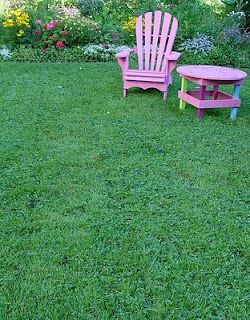 clover and grass lawn - why to overseed with clover Clover Lawns, Micro Clover, Grass Alternatives, Overseeding Lawn, Clover Lawn, Low Maintenance Landscaping Front Yard, Grass Alternative, Lawn Alternatives, Weeds In Lawn