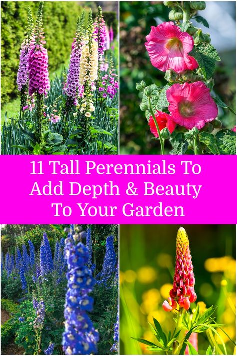 Tall Perennial Flowers, Tall Perennials, Shade Flowers Perennial, Flowering Shade Plants, Part Shade Flowers, Part Shade Plants, Shade Landscaping, Flower Tower, Perennial Flowers