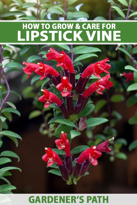 Lipstick Plant Houseplant, Lipstick Plant, Vegetable Benefits, Lipstick Tube, Flower Care, Flowering Vines, Hanging Basket, Bright Flowers, Hanging Baskets