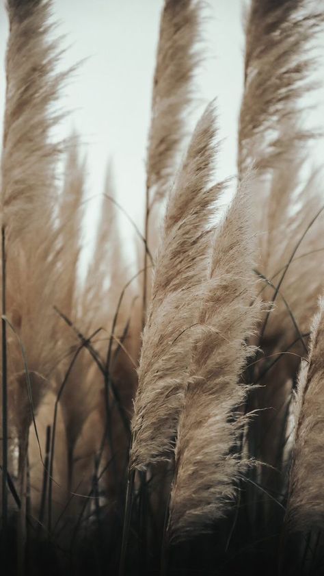 Birds Eye View Photography, Seed Quotes, Coastal Pictures, Usa Pictures, Grass Wallpaper, Gig Harbor, Aerial Photograph, Wheat Field, Wheat Fields