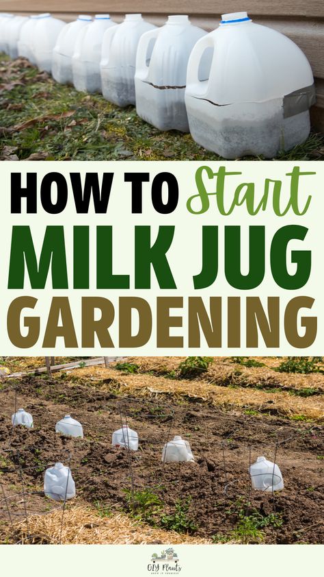 How To Start Milk Jug Gardening Milk Jug Garden, Water Jug Garden, Milk Jug Seed Starting, Milk Jug Greenhouse, Seed Planting Guide, Milk Jugs Garden, Starting Plants From Seeds, Seed Drill, Milk Benefits