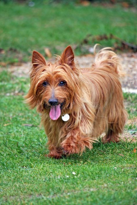 Australian Terrier. Taking a walk in the countryside #Sponsored , #Ad, #Affiliate, #Australian, #walk, #countryside, #Terrier Australian Terrier Puppies, Dog Quiz, Dog Crossbreeds, Australian Terrier, Australia Animals, Silky Terrier, Terrier Puppies, Dog Signs, The Walk