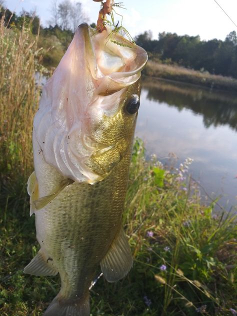 Large Mouth Bass Pictures, Bass Fishing Pictures, Fish Reference, Large Mouth Bass, Largemouth Bass Fishing, Musky Fishing, Real Fish, Northern Pike, Bass Fish