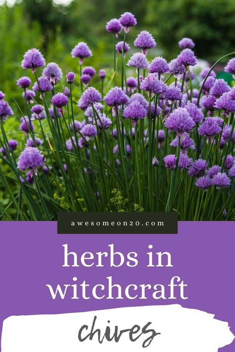 This month's Herbs in Witchcraft post features chives. Closely related to onions and garlic, these tender stems with their beautiful purple blossoms carry their own unique magical and healing properties. #witchcraft #kitchenwitchcraft #chives #herbalism Crystals For Kitchen, Herbs In Witchcraft, Magical Herbs Witchcraft, Chive Flower, Chive Blossom, Onion Flower, Powerful Crystals, Grimoire Book, Kitchen Witchery