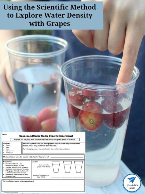 Using the Scientific Method to Explore Water Density with Grapes Worksheet - JDaniel4s Mom Teaching Density Elementary, Density Experiment For Kids, Water Density Experiment, Density Activities, Density Lab, Artsy Sketches, Scientific Method Experiments, Density Experiment, Brain Busters