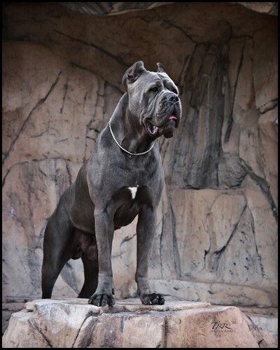 Gray Cane Corso, King Corso Dog, King Corso, Dogs Tattoo Ideas, Dog Ear Tattoo, Dog Line Art Tattoo, Dog Pfp, Cane Corso Italian Mastiff, Cane Corso Mastiff