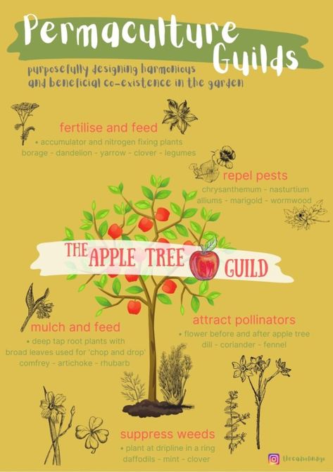 homeschool printables | permaculture zones | permaculture guilds Farm Organization, Homestead Plans, Backyard Food, Fruit Tree Garden, Food Forest Garden, Permaculture Principles, Permaculture Gardening, Permaculture Design, Garden Veggies