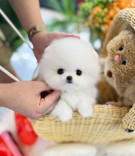 Happy to introduce Klose the sweet and cuddle Teacup ☕️ Pomeranian puppy 🐶 now available and ready to go home. Estimated growth 3 pounds and will stay white. Teacup Pomeranian Puppy, White Pomeranian Puppies, Baby Pomeranian, Puppy Checklist, Pomeranian Puppy Teacup, White Pomeranian, Teacup Pomeranian, Cute Pomeranian, Pomeranian Puppies